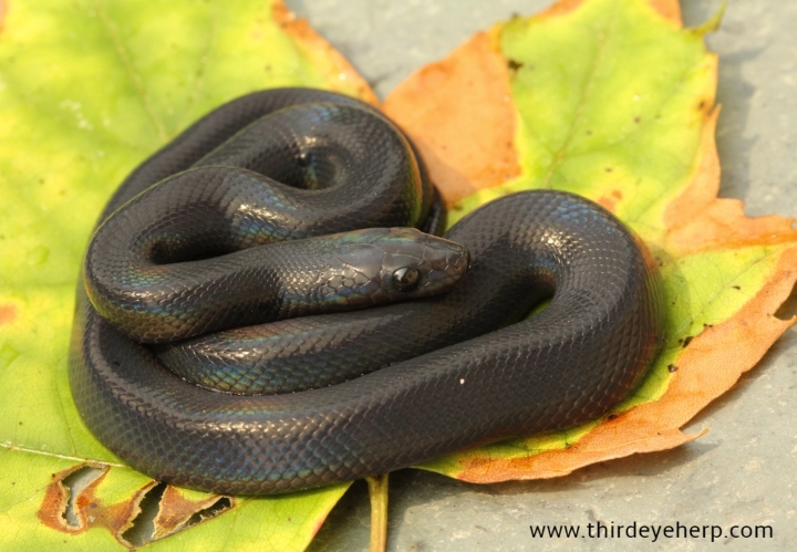 African House Snake